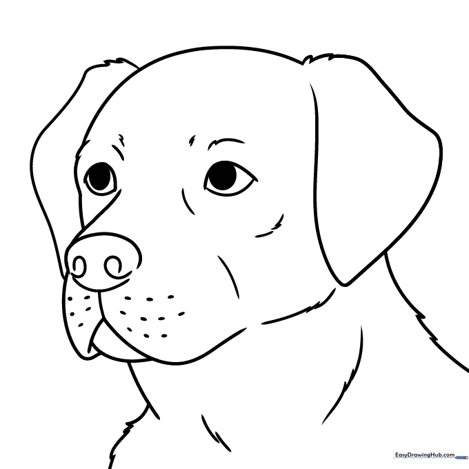 Labrador Retriever Head and Face Coloring Sheet