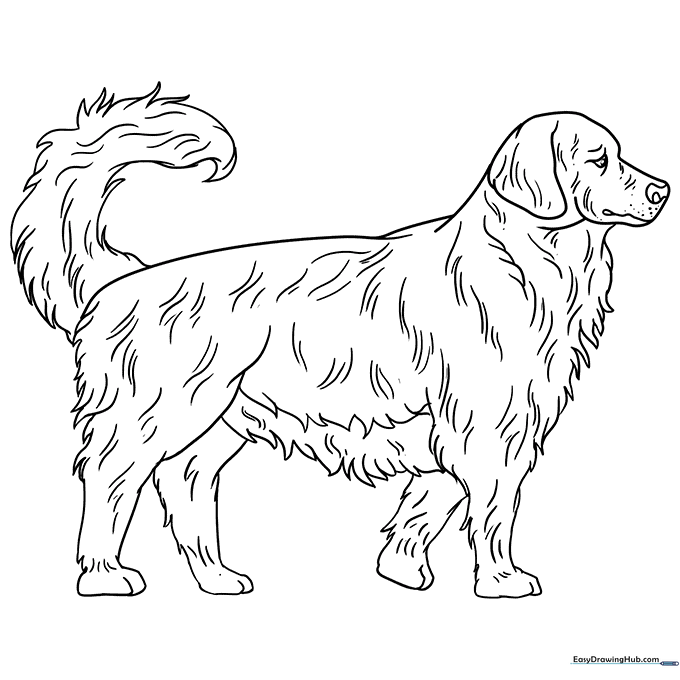 Golden Retriever Coloring Sheet