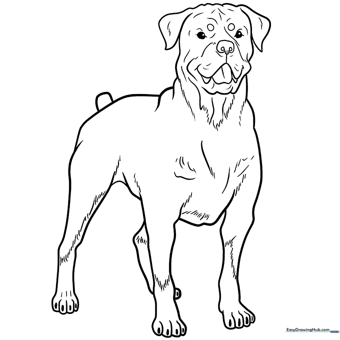 Rottweiler Coloring Page