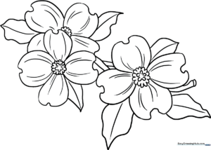 Black and white line art of a Dogwood flower with four distinct notched petals and a textured center, ready for coloring.