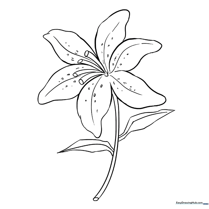 Lily