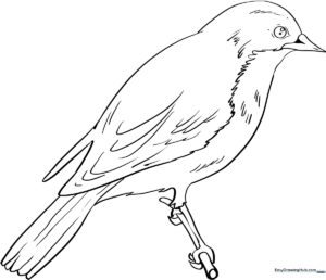 Detailed line art of an Eastern Bluebird perched on a branch, featuring clear outlines for easy coloring and educational bird study.
