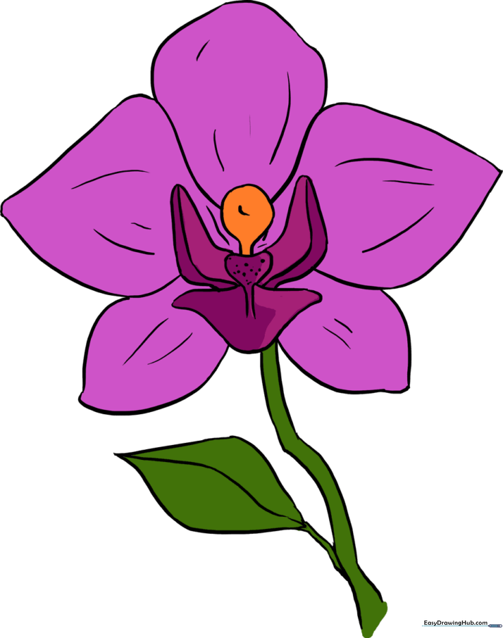 Orchid
