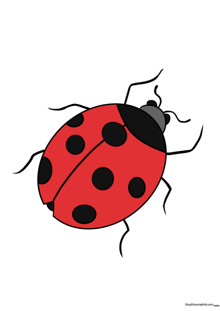 How to Draw a Ladybug