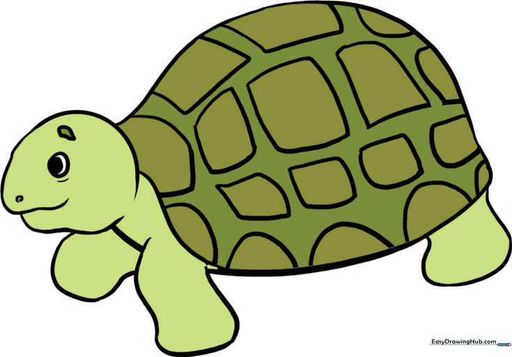 How to Draw a Sea Turtle