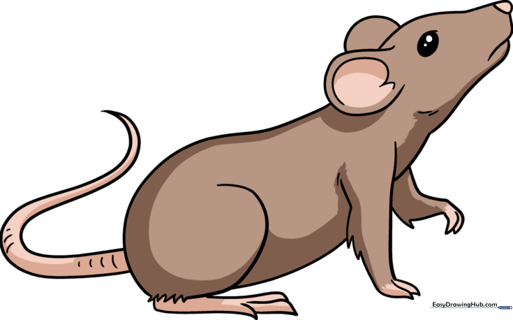 How to Draw a Rat