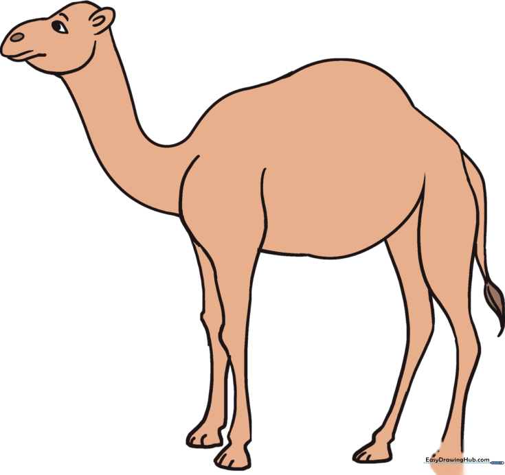 How to Draw a Camel