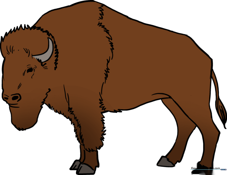 How to Draw a Buffalo