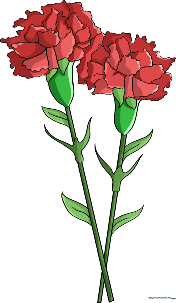 Carnation Flower