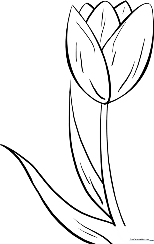 Tulip