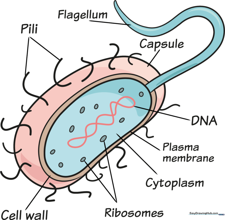 Bacteria Illustration