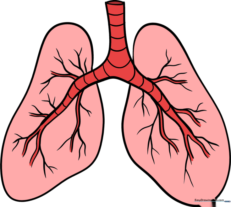 Human Lungs