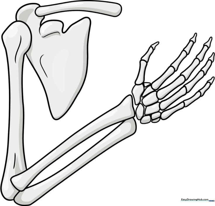 Skeleton Arm