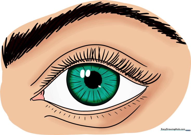 Realistic Eye for Beginners