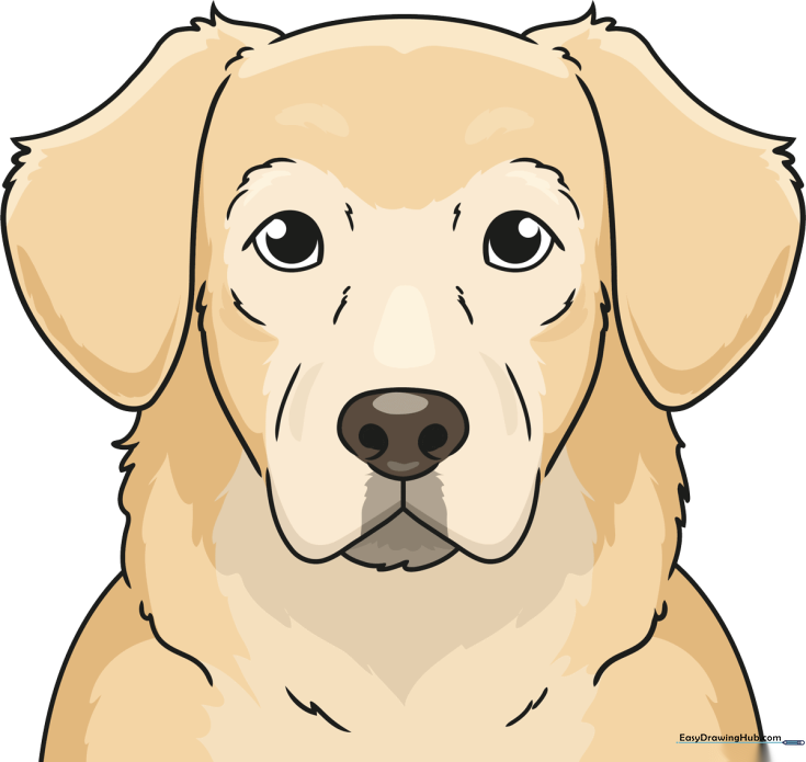 Golden Retriever Face