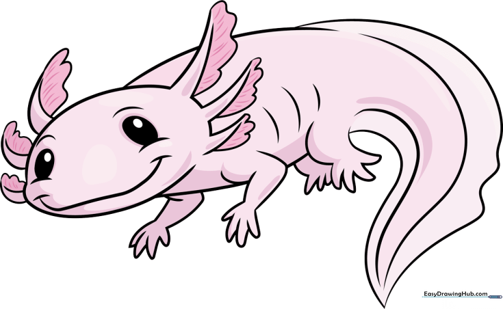 Axolotl