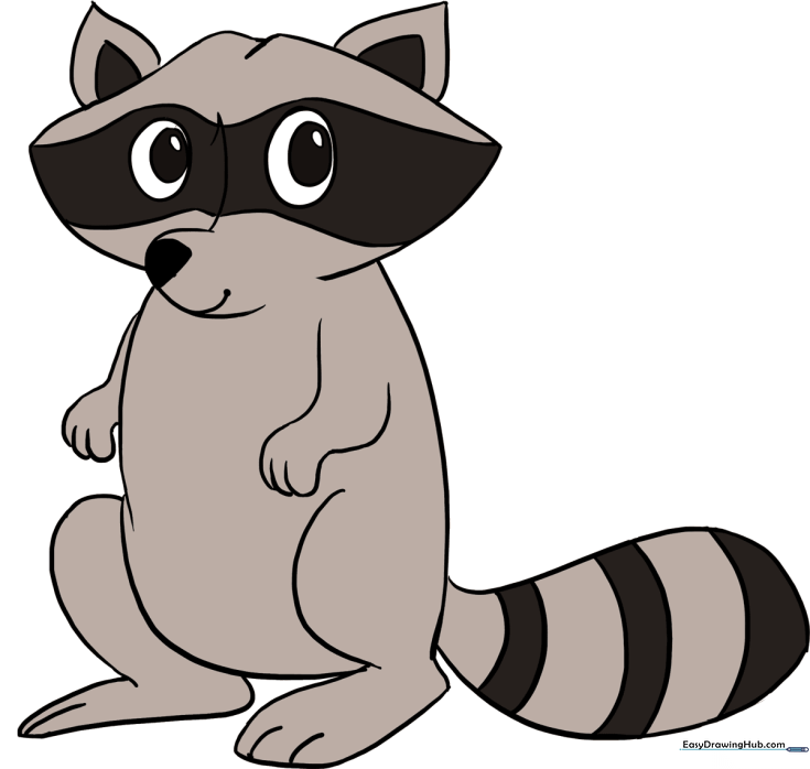 Raccoon