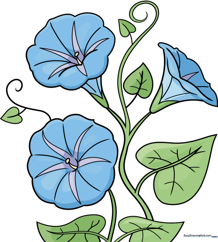 Morning Glory