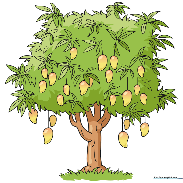 Mango Tree