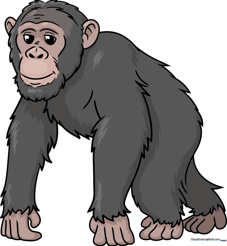 Curious Chimpanzee