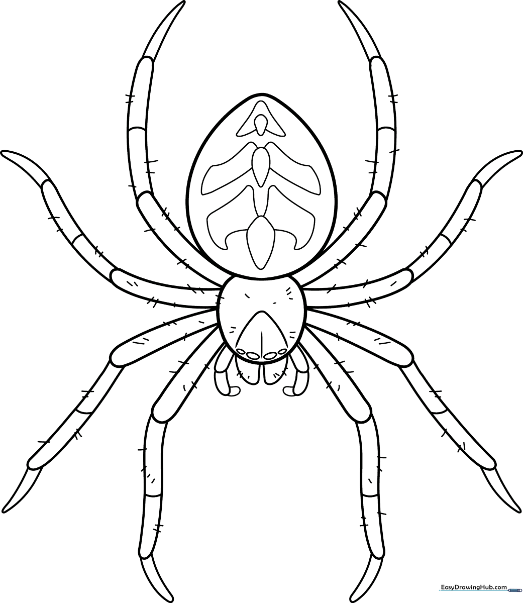 Black and white line art of a realistic spider with eight detailed legs and a segmented body, ready for coloring.