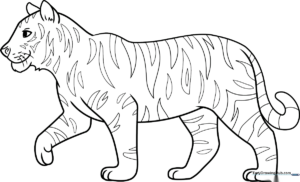 A detailed, realistic line-art illustration of a tiger standing in profile, featuring clear outlines for coloring the face, stripes, and muscular body structure.