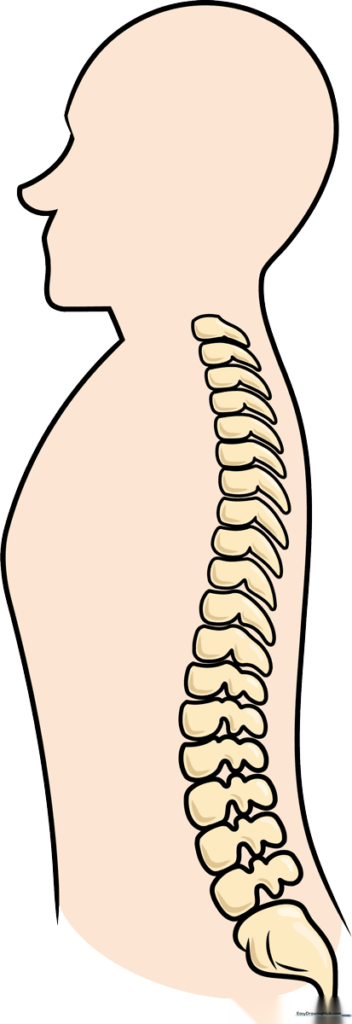 Human Spine
