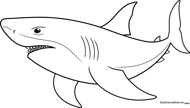 Shark Outline