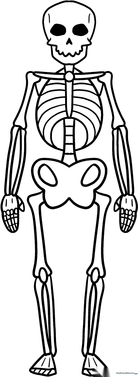 A friendly, cartoon-style skeleton with bold outlines, perfect for children to color and learn about basic human bone structure.