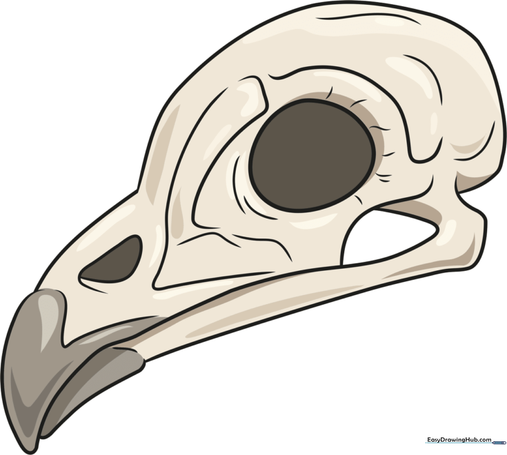 Bird Skull