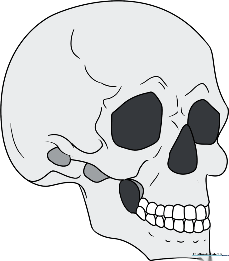 Skull in 3/4 View