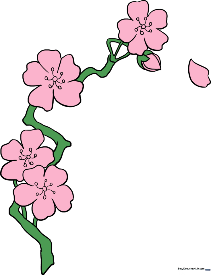 Cherry Blossoms