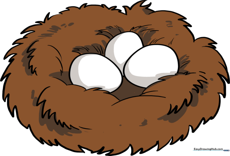 Bird Nest