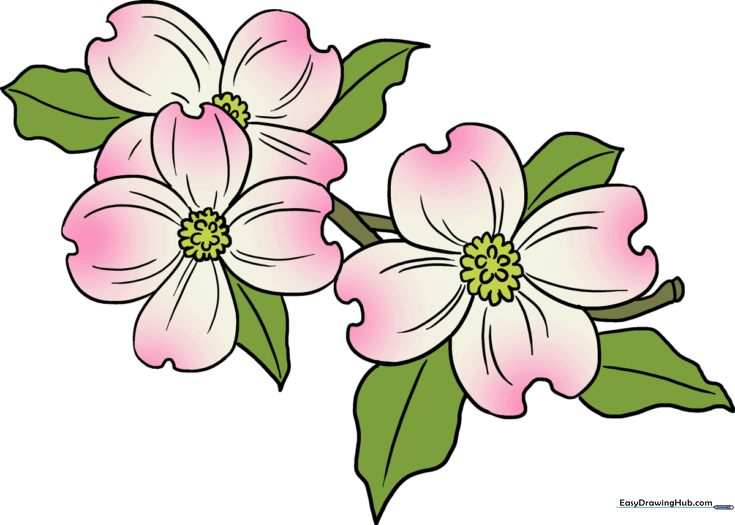 Dogwood Flowers