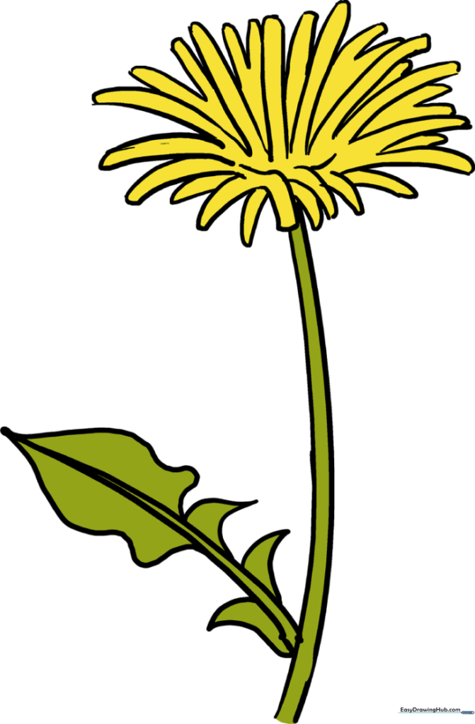 Dandelion
