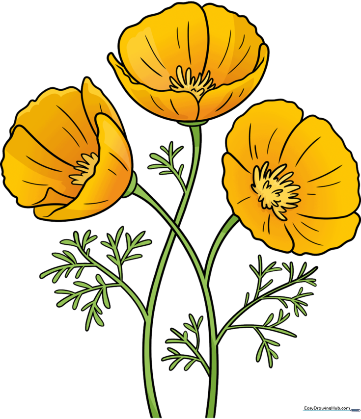 California Poppy