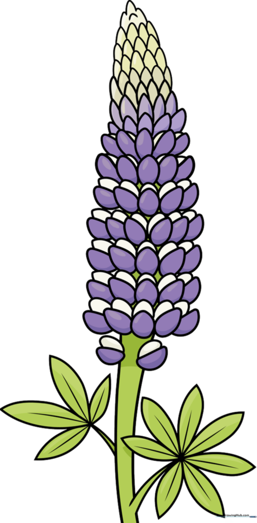 Lupine Flower