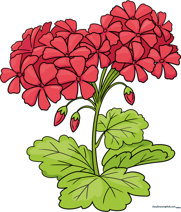 Geranium