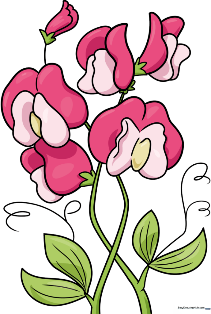 Sweet Pea