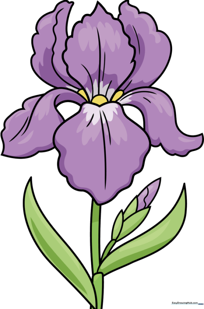 Iris Flower