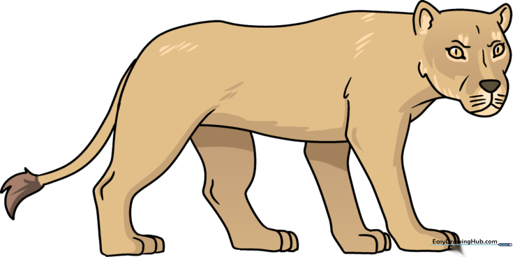 Lioness