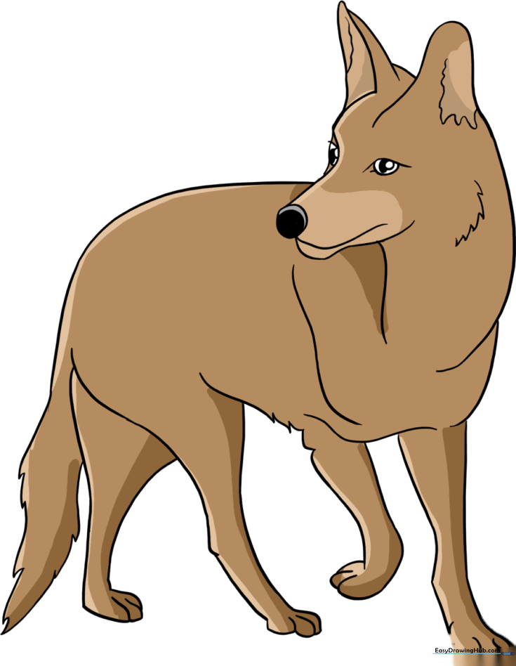 Coyote