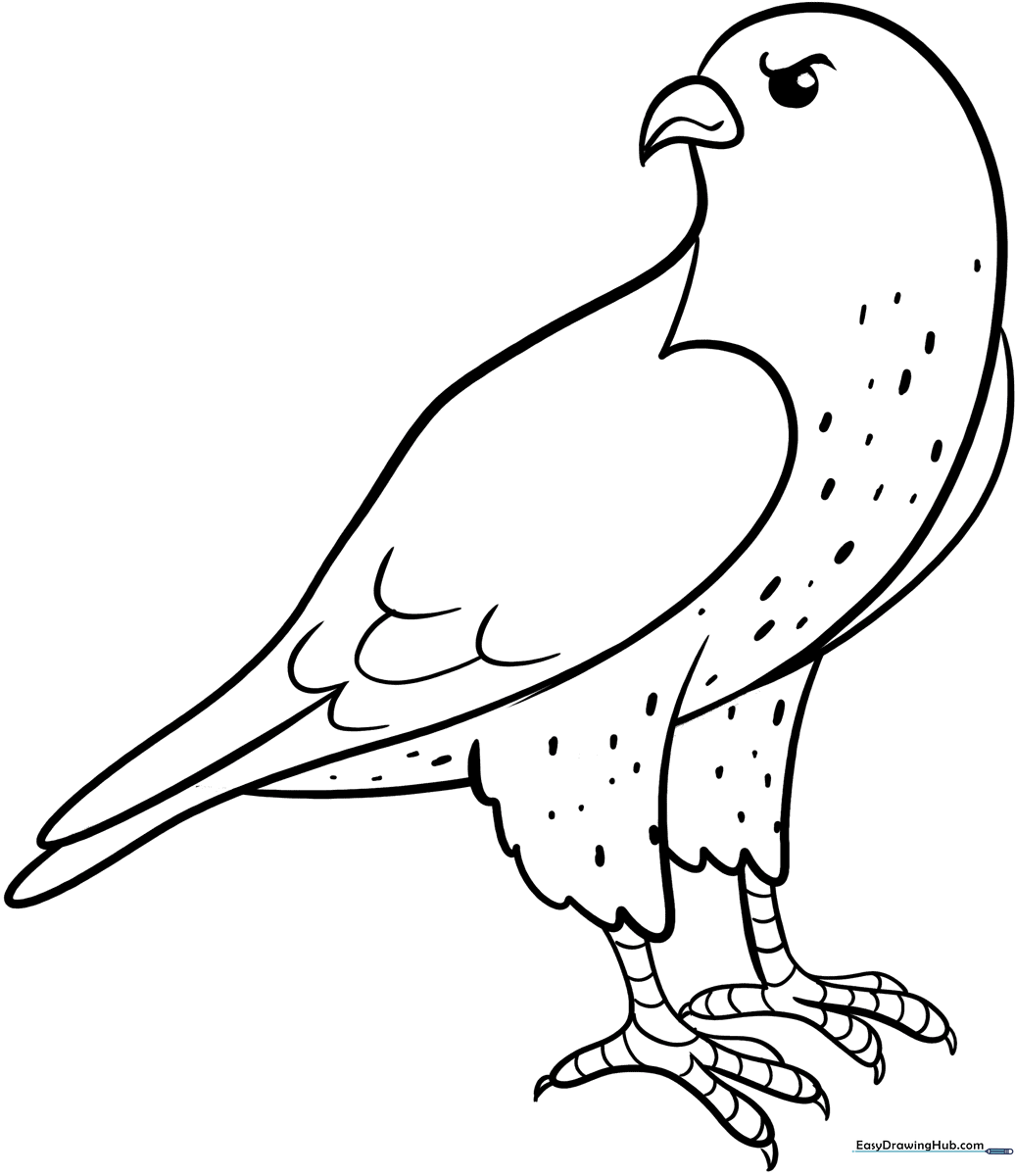 Detailed falcon line art featuring sharp talons and aerodynamic wings, designed for children to practice coloring bird feathers.