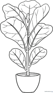 Line art of a potted Fiddle Leaf Fig plant with large, violin-shaped leaves, designed for children to color.