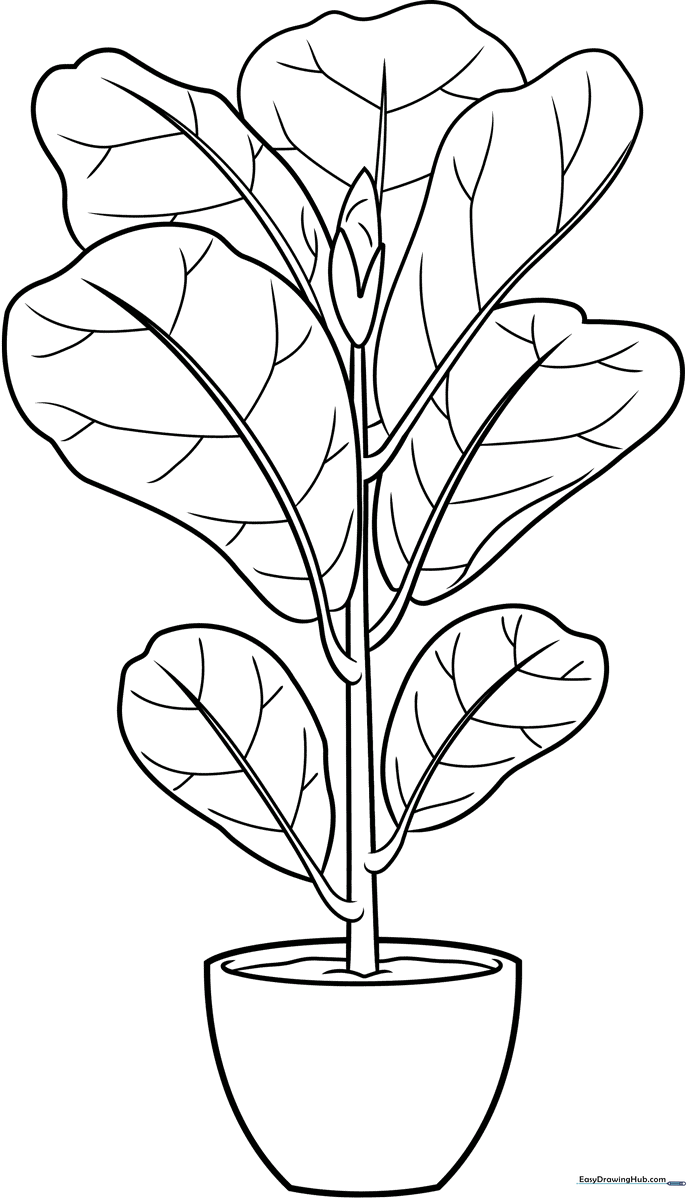 Line art of a potted Fiddle Leaf Fig plant with large, violin-shaped leaves, designed for children to color.