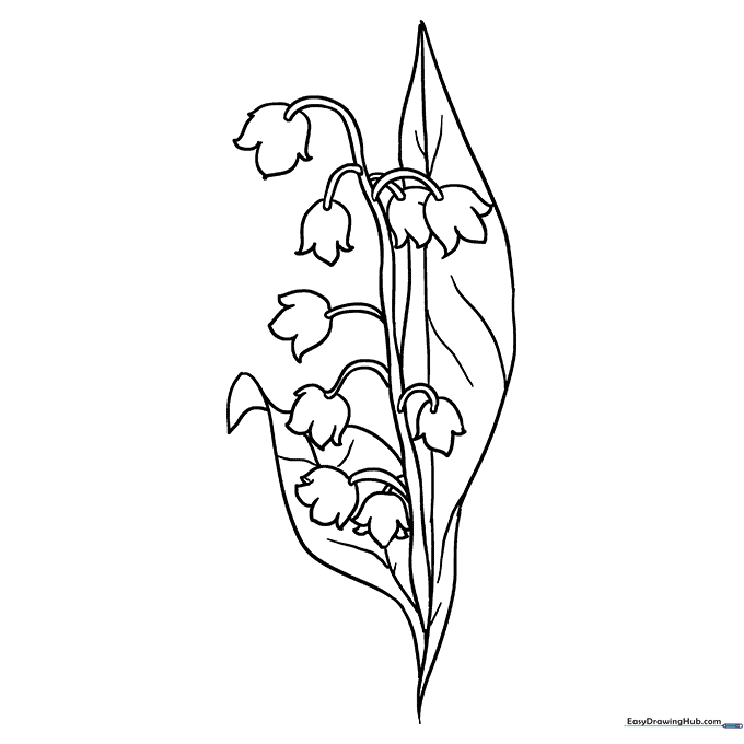 Lily of the Valley