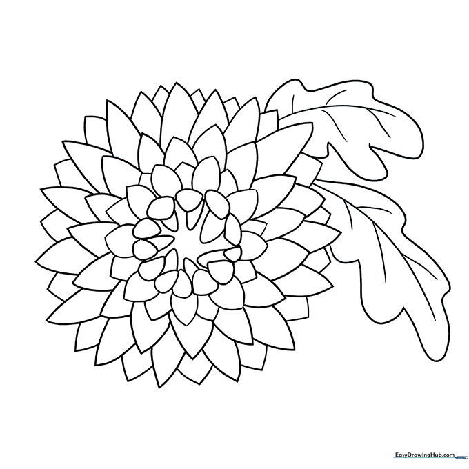 Chrysanthemum