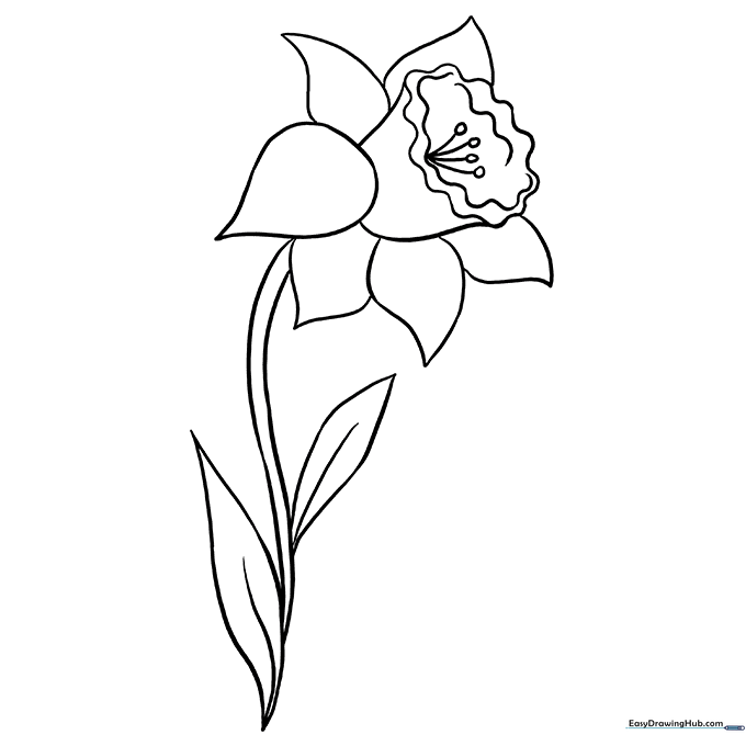 Daffodil