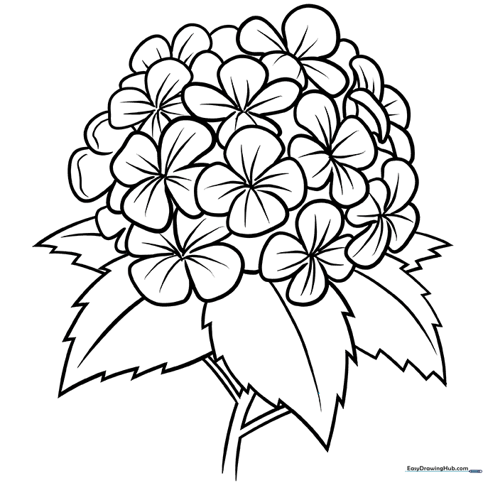 Hydrangea