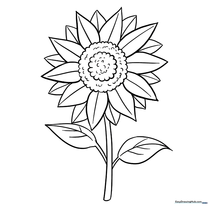 Sunflower